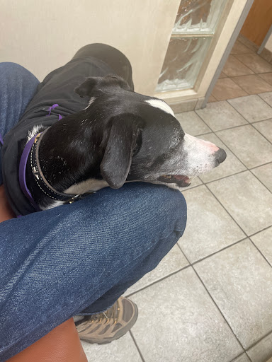 Smith Veterinary Hospital, A Thrive Pet Healthcare Partner - Thumbnail