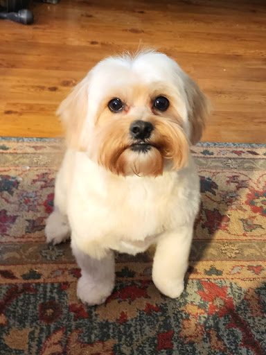 Bailey’s Pet Spa