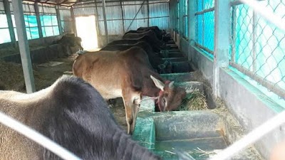 Photos of Ma Moni Dairy & Poultry Farm