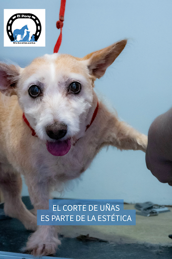 Veterinaria El Pony