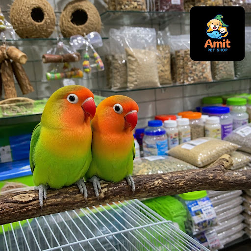 Looking for a friendly bird shop near you with healthy, active lovebird pairs and complete care s… post image
