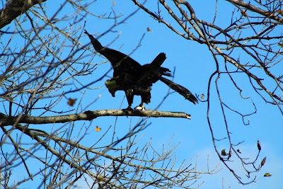 Conowingo Fisherman