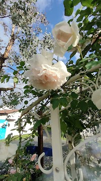 レインボー・ローズ