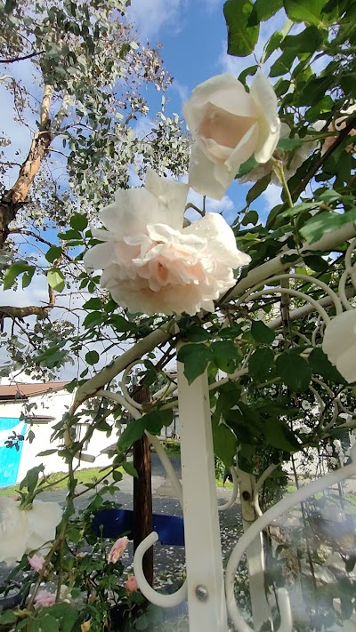 レインボー・ローズ