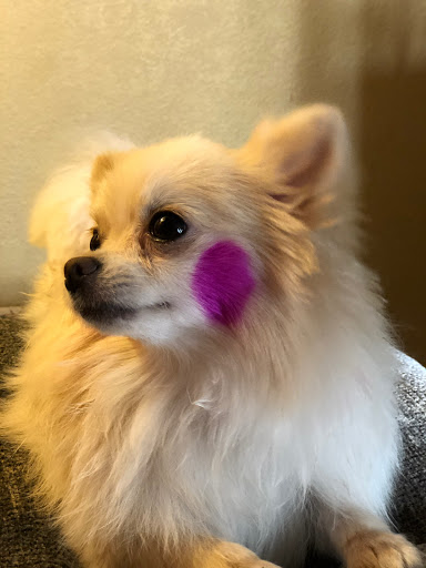 DevinePOMS - Visual