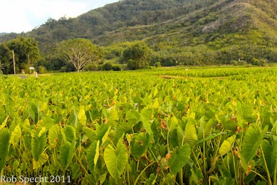 The Taro Fields