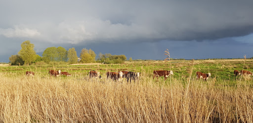 'Staatsbosbeheer - t Roegwold Tetjehorn - Thumbnail