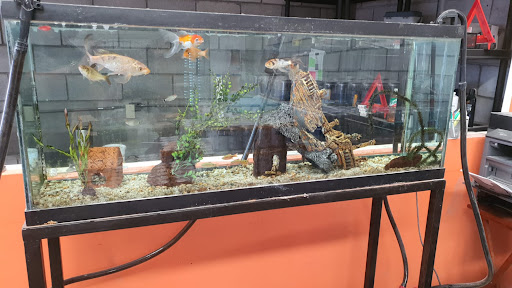 Acuario Golden King Saltillo