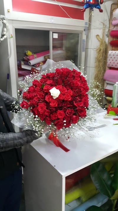 Photos of ALDO WİPP