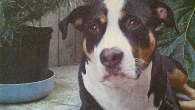 Photos of Holiday Humane Society Clinic