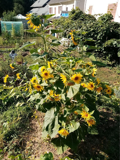 "Au Bonheur d'une Pousse" Garden - Thumbnail