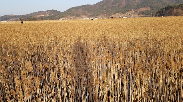 Suncheonman Bay Wetland Reserve