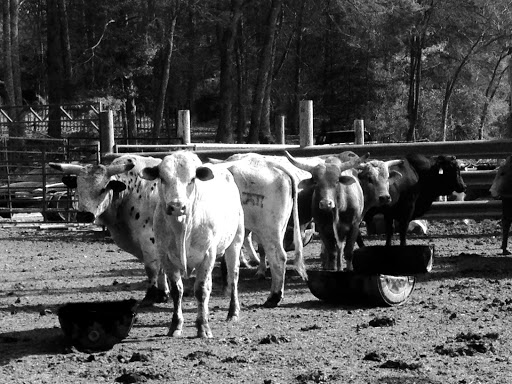 Bar W Rodeo Company - Thumbnail