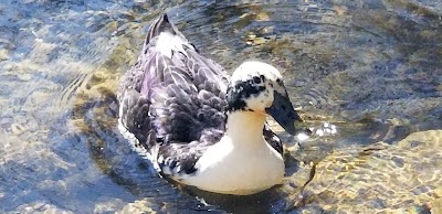 Glencoe Duck Pond