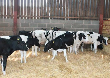 Punica Organik Tarım Hayvancılık Ekolojik Yaşam Çiftliği