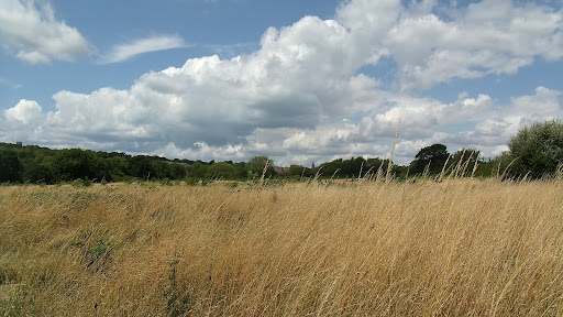 Rosemary Fields - Visual