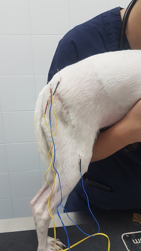 VetySana Acupuntura veterinaria