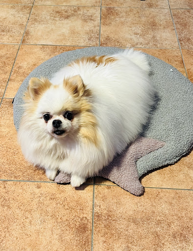 ORME | Pet Experts - Visual