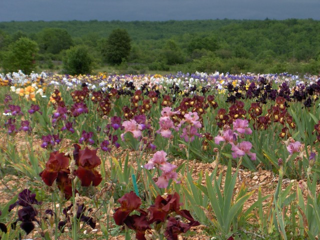 GAEC Les Senteurs du Quercy - Iris & Plantes