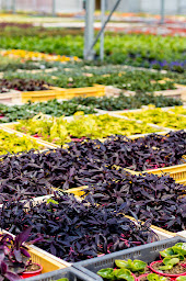 Photo n°27 de Serres des Lacs SARL à Cornas (Jardinerie)