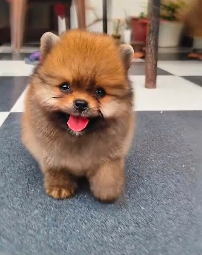 Toy pom puppy available in Lucknow post image