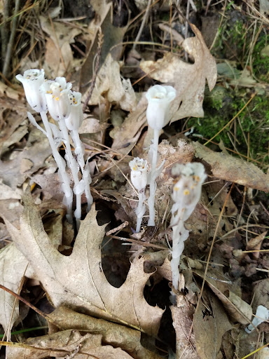 Lake Lauderdale County Park - Thumbnail