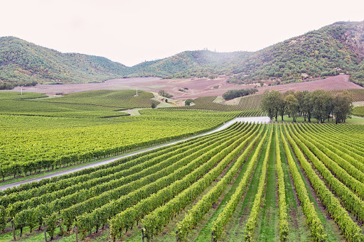 Del Rio Vineyards - Thumbnail