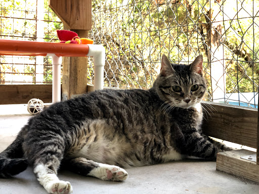 Lifelong Friends Pet Adoptions (open by appointment only) - Thumbnail