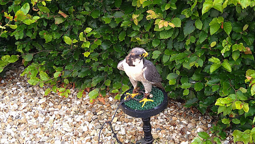 North Devon Falconry - Visual