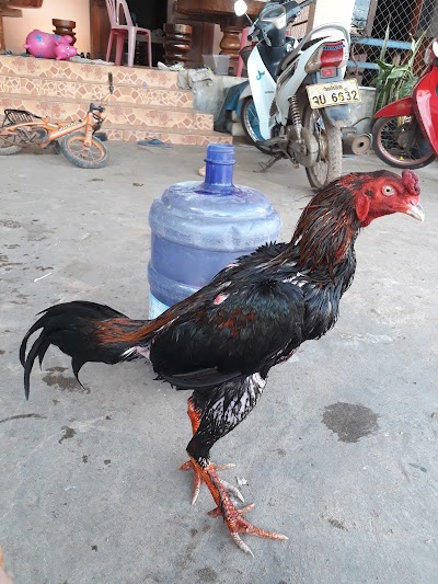 Photos of ວັດຂົວຕະພານ ບ້ານສະພານໄຊ