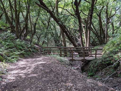 Fern Loop Trail - Visual