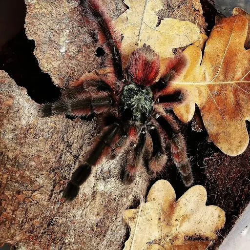 Spider Maniacs - Thumbnail