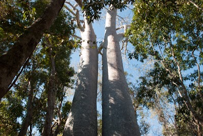 Photos of Zombitse-Vohibasia National Park