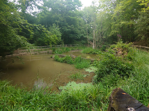 St Helens Wood - Thumbnail