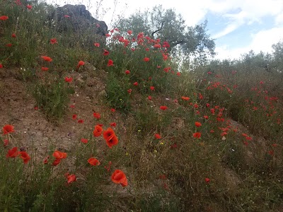 Photos of Los Barrancos
