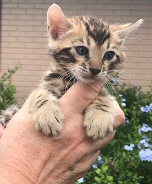 Three Oaks Veterinary Wellness Center - Thumbnail