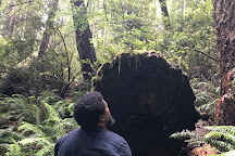 Oregon Redwood Trail, Brookings, United States