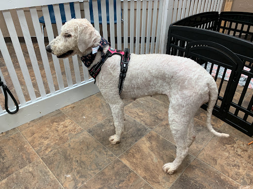 Good Boy Grooming by Leigh - Thumbnail