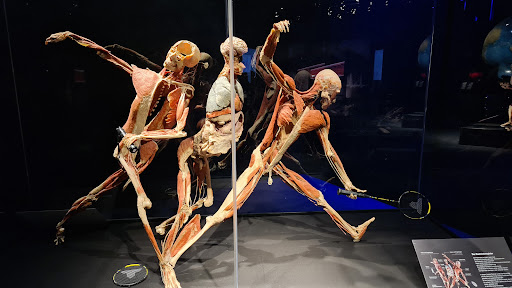 KÖRPERWELTEN Ausstellung "Am Puls der Zeit" | BLG-Forum Bremen | 19.04.-25.08.2024 - Thumbnail