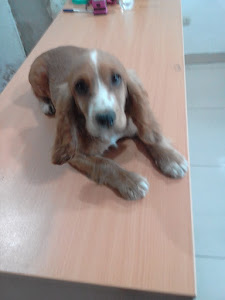 Veterinaria & Barberdog Clinican Cajamarca 9