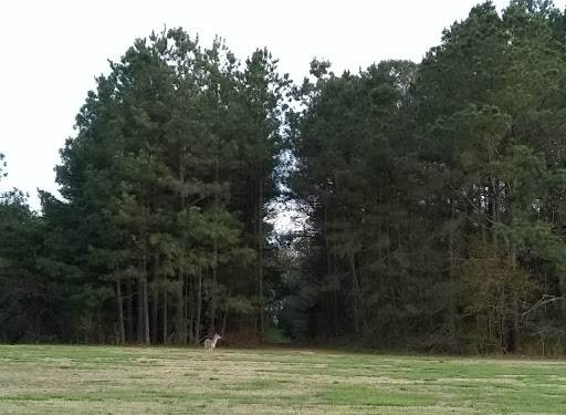 Killens Pond State Park Campground Entrance - Thumbnail