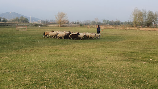 Bordersheep - Visual