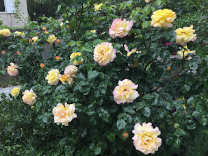 Photo n°9 de Chambre d'Hôte La Romaine à Vaison-la-Romaine (Chambre d'hôtes)