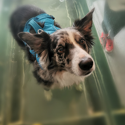 Buxton K9 Hydrotherapy & Raw Food