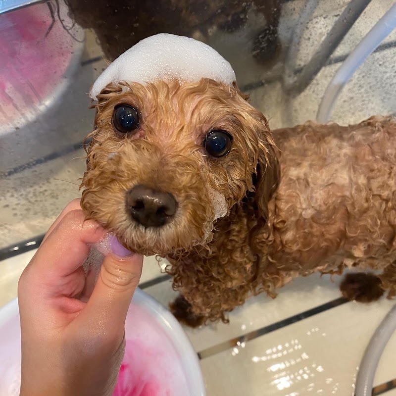 トリミングサロン Kheenako