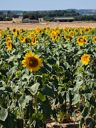 Photo n°14 de Raisin et Toile - French Amercian Retreat à La Rochebeaucourt-et-Argentine (Centre de retraite)