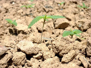 Photo n°6 de Les Noces de Kna à Domgermain (Boutique de produits diététiques)