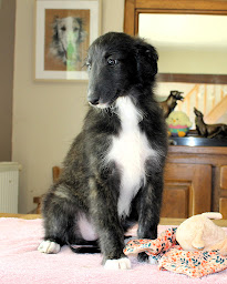 Photo n°4 de Barzois du clos vremontois / Silken Windhounds of Satin Moonlight à Massels (Éleveur de chiens)