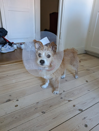Djurdoktorn Sommarro | Veterinär