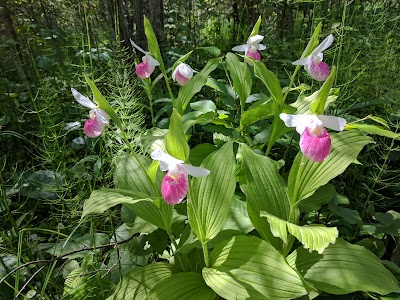 Lake Bemidji State Park